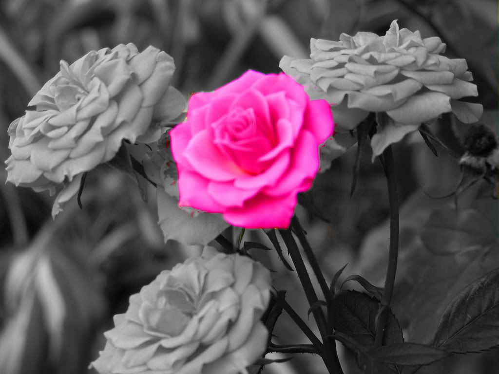 roseblackandwhite.jpg