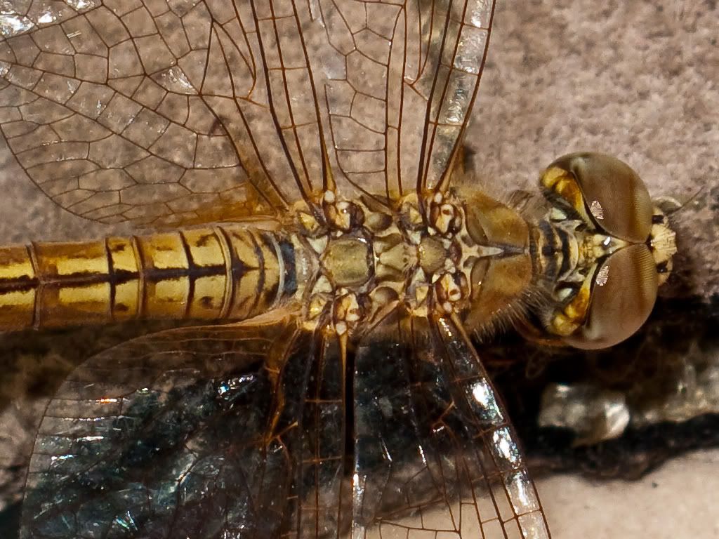 Dragonfly3of4Crop.jpg