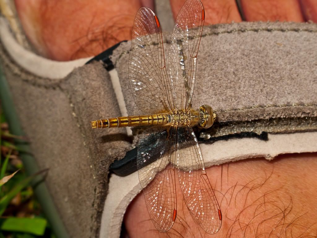 Dragonfly3of4Resize.jpg