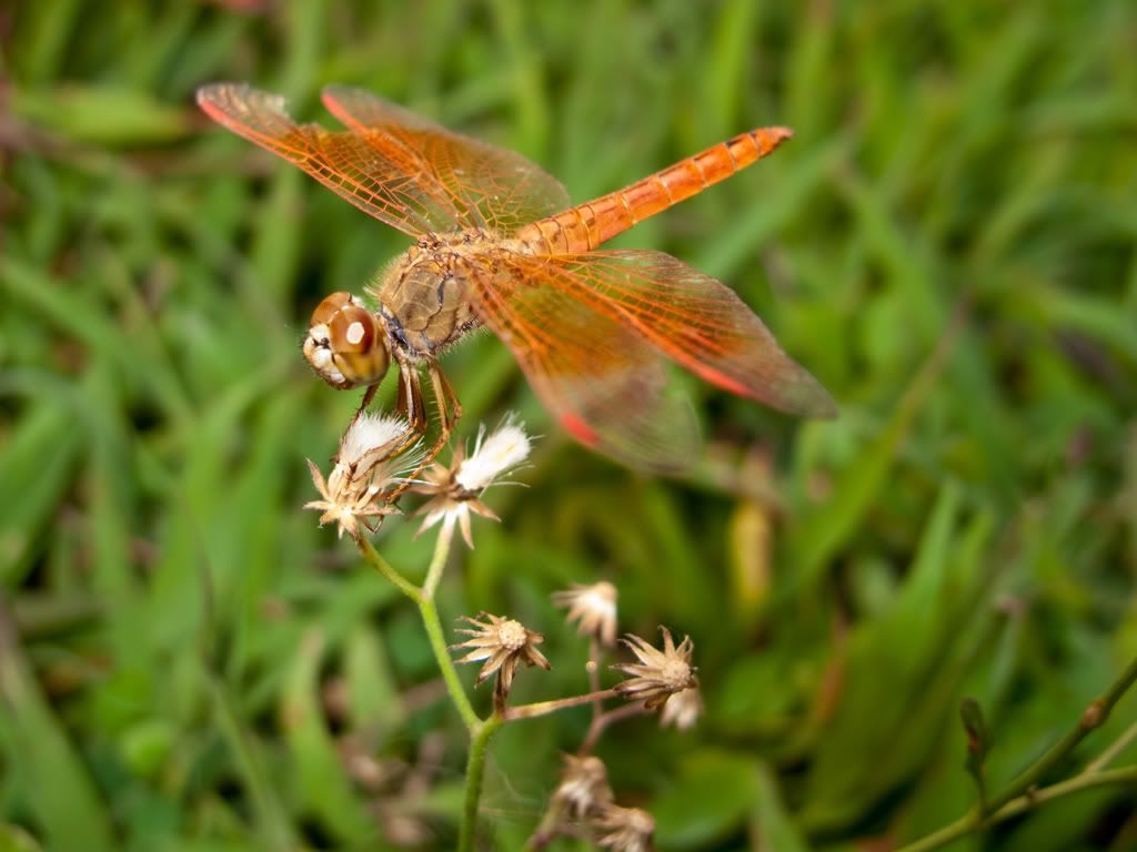 Dragonfly4of4Resize.jpg