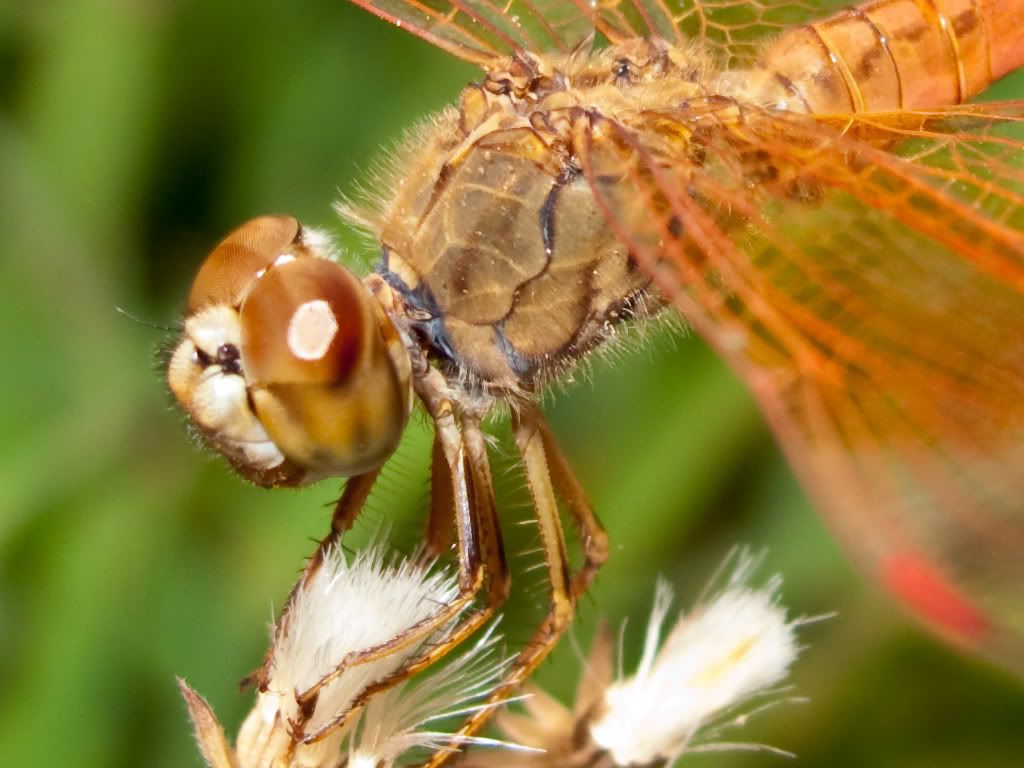Dragonfly4of4crop.jpg