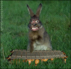 bunnyplay11.gif picture by patrymm_2007