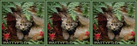 pattyf56_movie_gattini3.gif