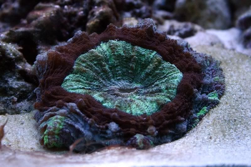 Prop Free/Trade/Sell Thread - Page 4 - Reef Central Online