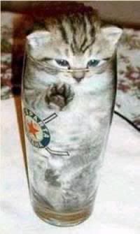 cat in a glass Pictures, Images and Photos