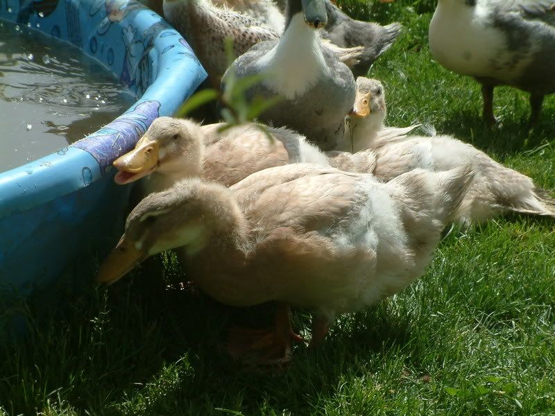 cayuga duck egg. cayuga duck egg. duck hatching