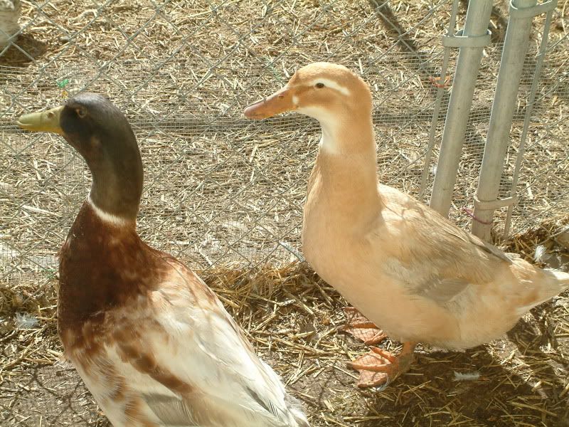 Backyard Poultry Forum