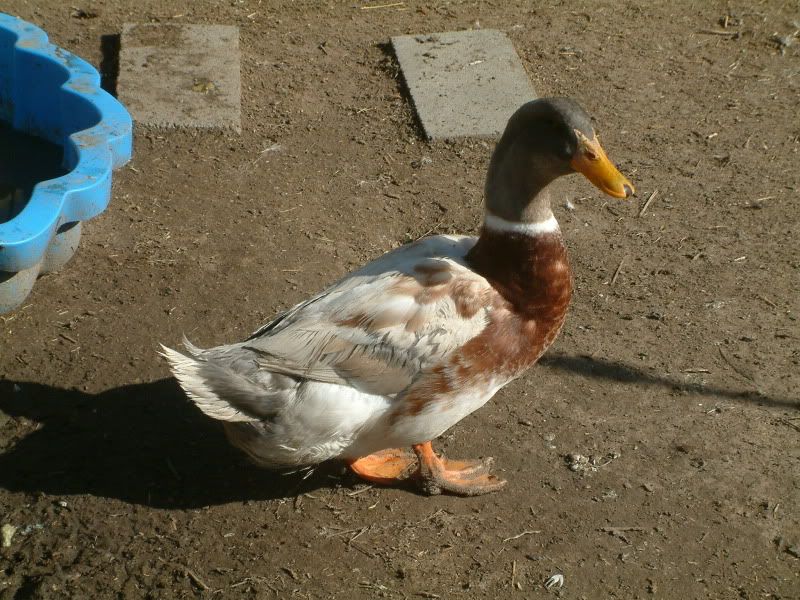 Selling 6+ pure Saxony duck hatching eggs (Pictures added) in Buy/Sell