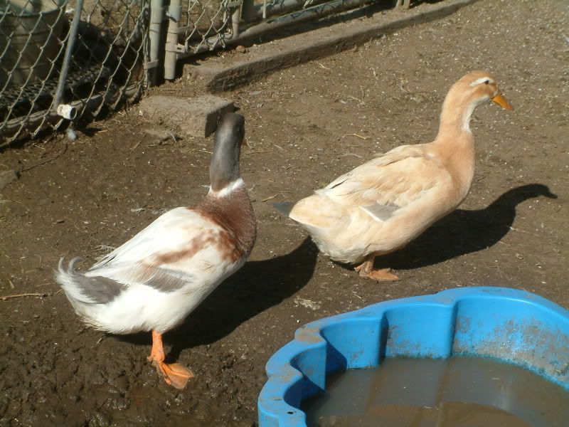 Selling 6+ pure Saxony duck hatching eggs (Pictures added) in Buy/Sell
