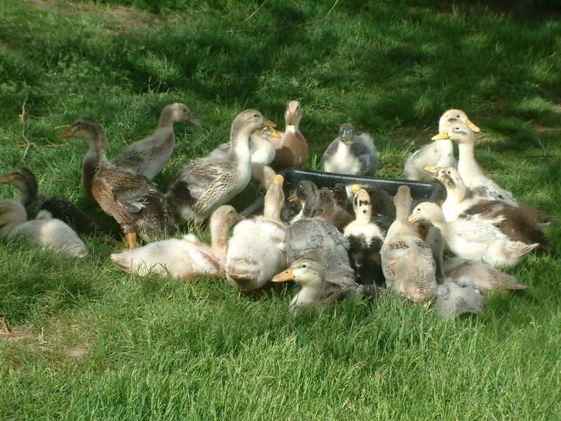 Getting ducklings, anything I need to know? - Poultry