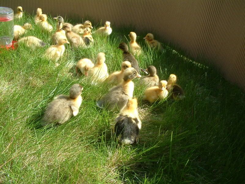 Getting ducklings, anything I need to know? - Poultry