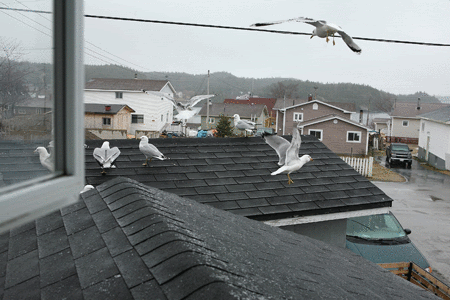 IMAGE: http://i155.photobucket.com/albums/s289/Edsport/Seagull.gif