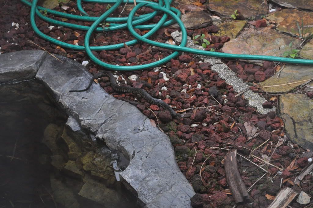 SnakePond001.jpg