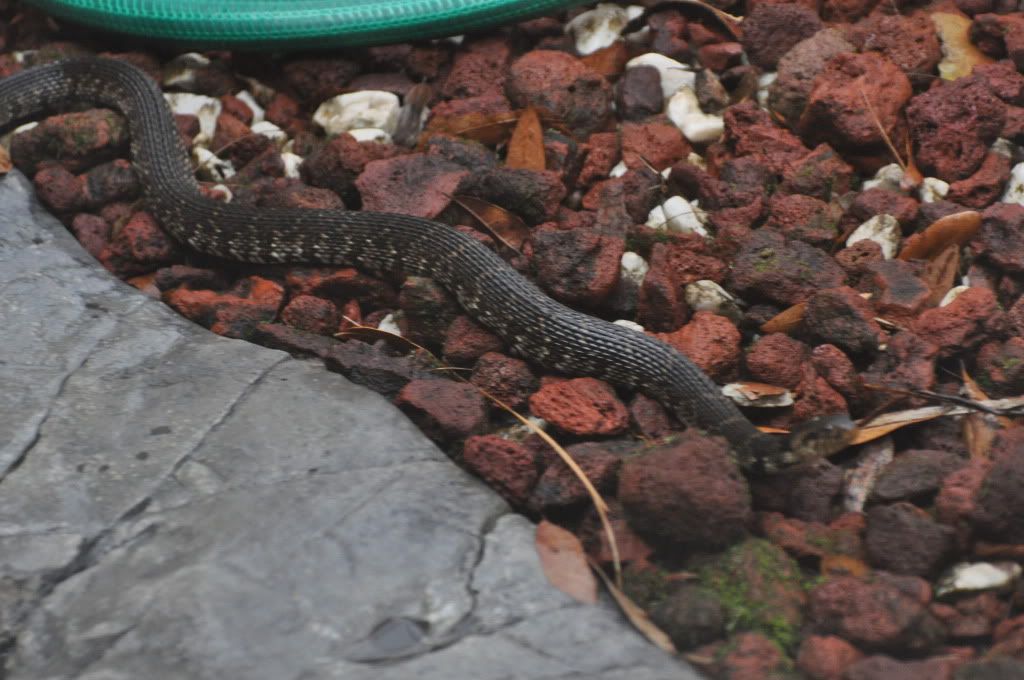SnakePond002.jpg