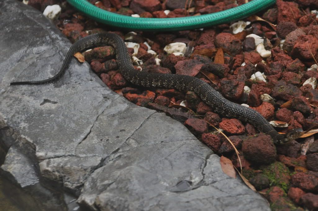 SnakePond005.jpg