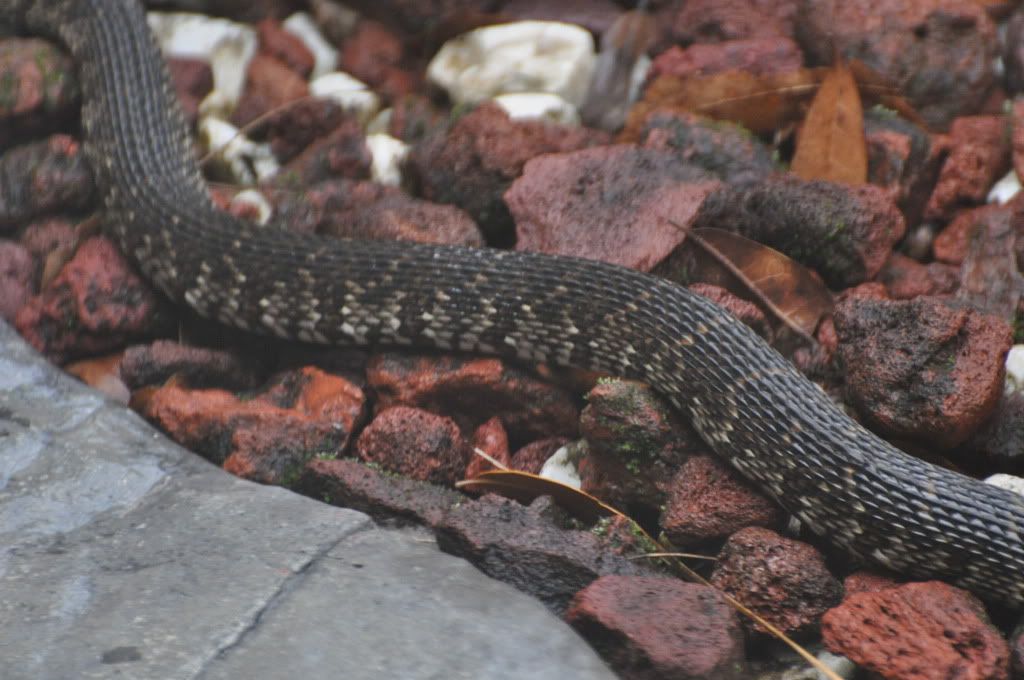 SnakePond006.jpg