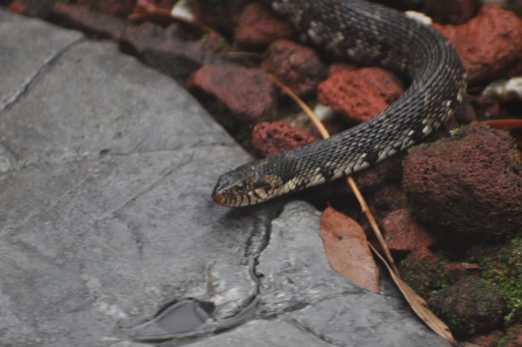 SnakePond007.jpg