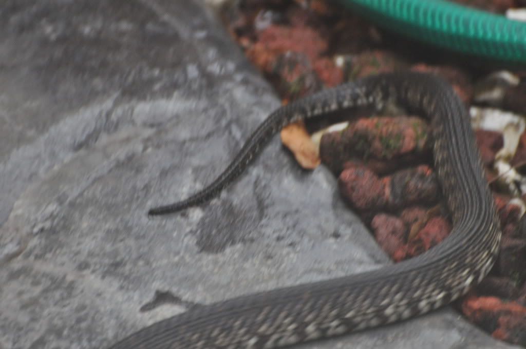 SnakePond008.jpg