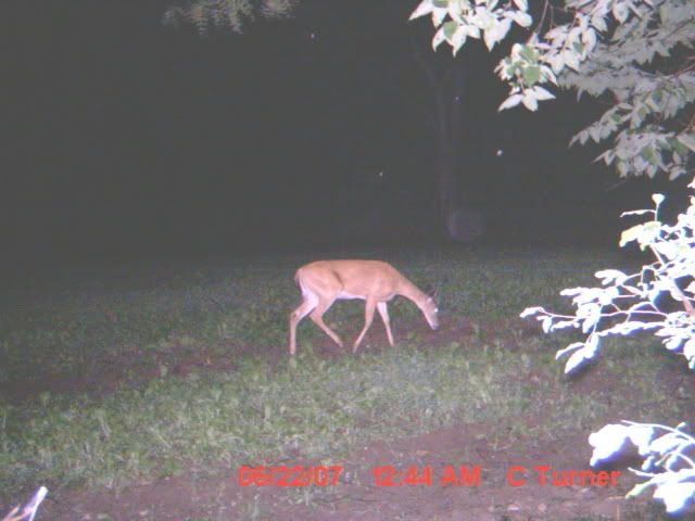 firstdeerpics1resize.jpg