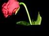 wilting rose Pictures, Images and Photos