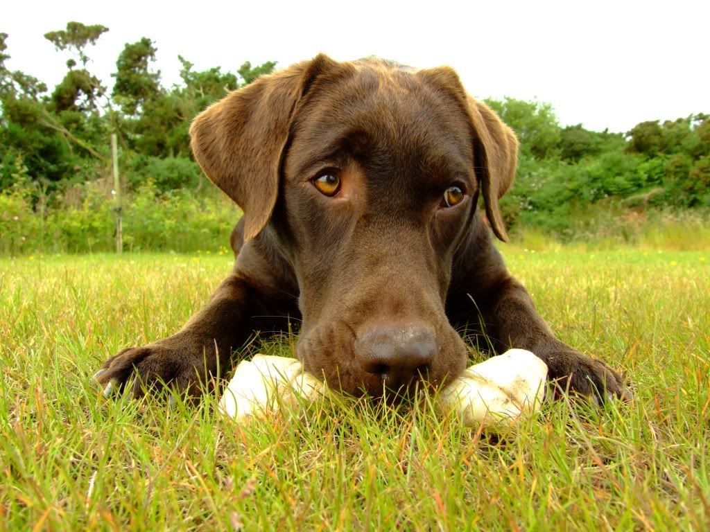 chocolate lab