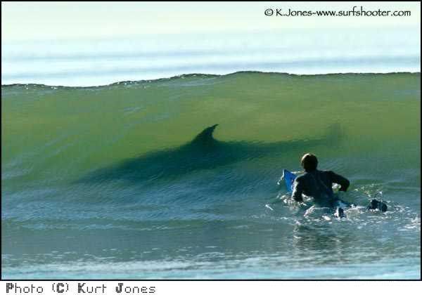 articles-60190_surfer_shark.jpg