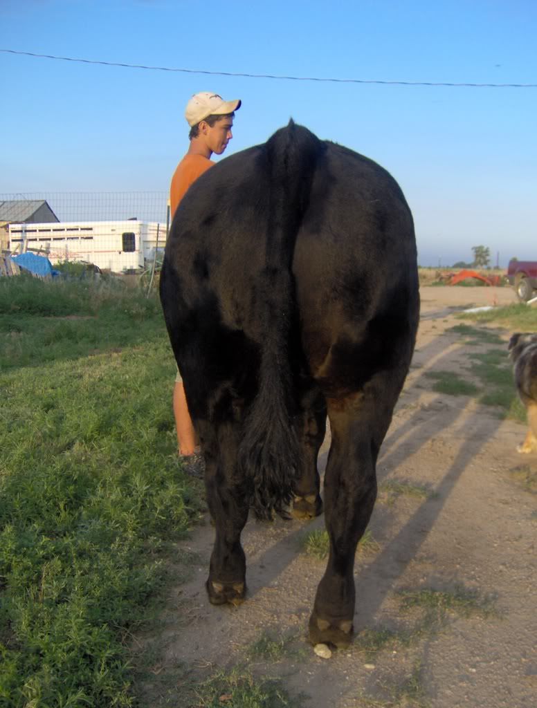 son's 4-H steer - Cattle