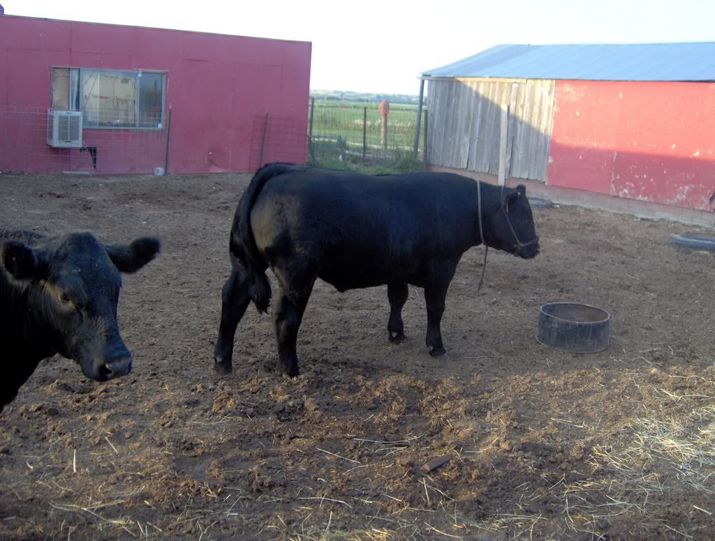 son's 4-H steer - Cattle