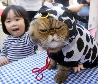 cat-in-cow-costume.jpg