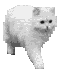White cat front