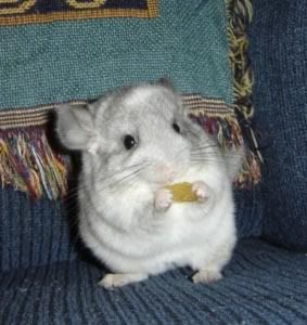 chinchilla Pictures, Images and Photos