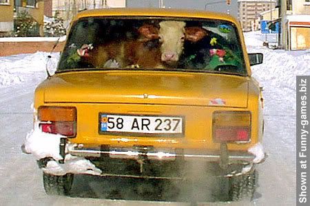cow-in-car.jpg