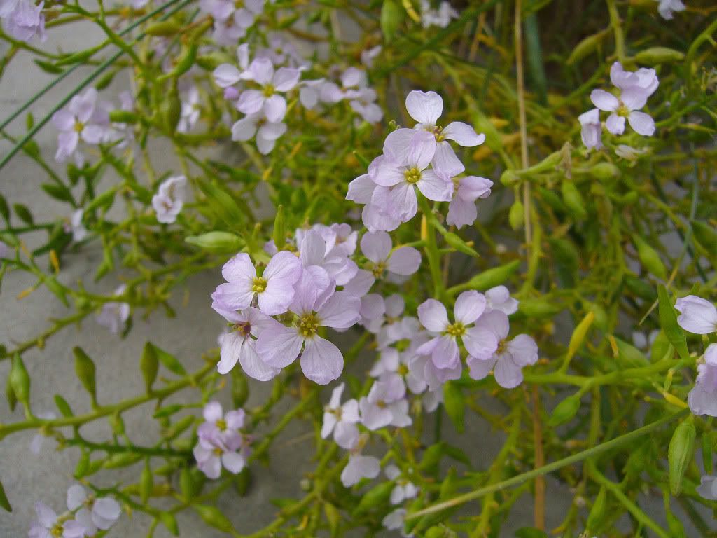 Sea rocket Pictures, Images and Photos