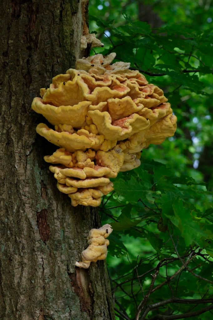 Bracket fungus Pictures, Images and Photos