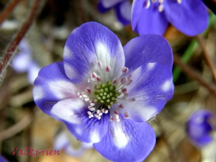 Hepatica nobilis4