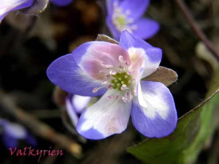 Hepatica nobilis3