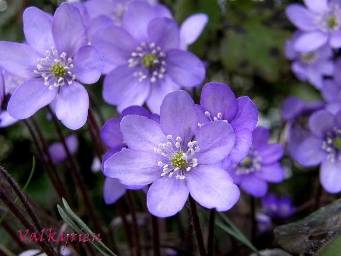 Hepatica nobilis2