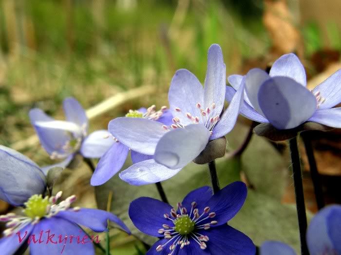 Hepatica nobilis