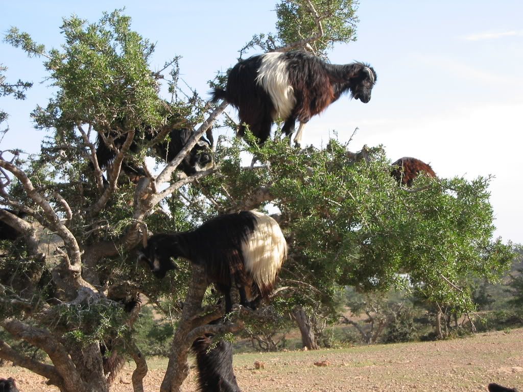 flying goats