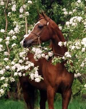 flowers 'n horses Pictures, Images and Photos