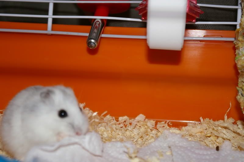 [HAMSTER] Dodge, ze blijft verwend! • Bokt.nl