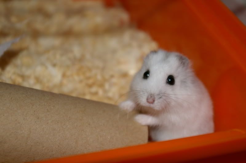 [HAMSTER] Dodge, ze blijft verwend! • Bokt.nl