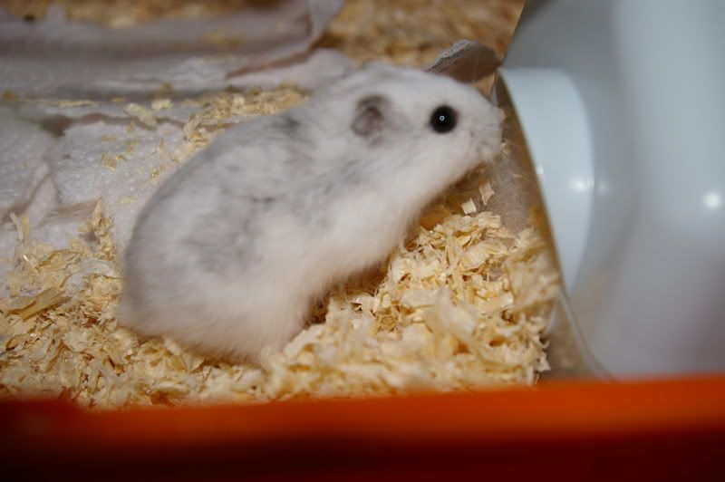 [HAMSTER] Dodge, ze blijft verwend! • Bokt.nl