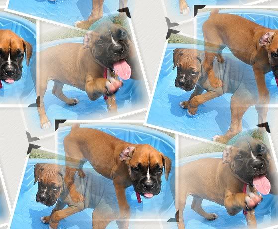 Pool Party Myspace Layout