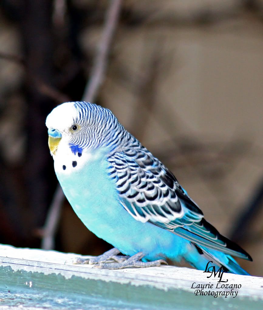 IMAGE: http://i155.photobucket.com/albums/s302/laurielozano/Birds/IMG_1974.jpg