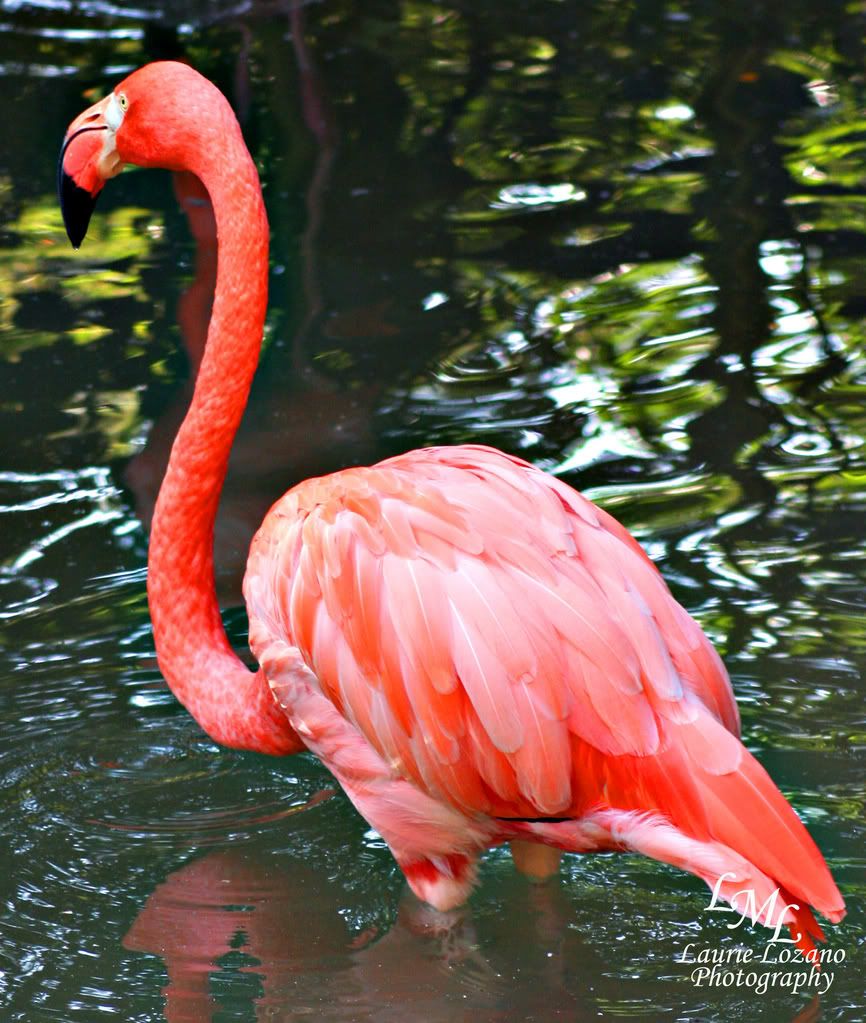 IMAGE: http://i155.photobucket.com/albums/s302/laurielozano/Birds/IMG_2072.jpg