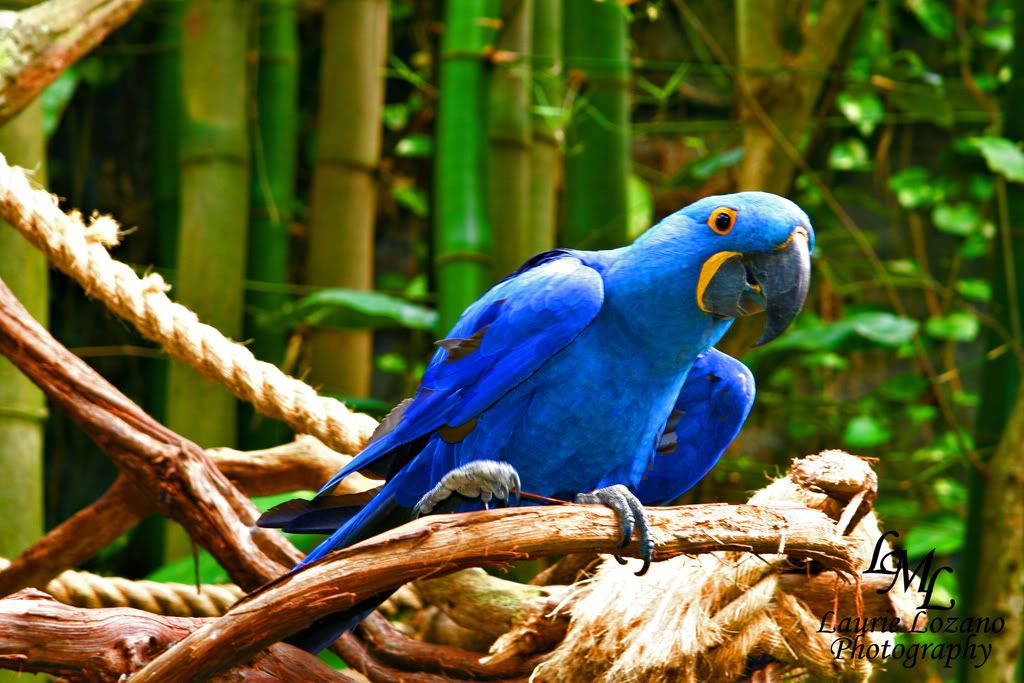 IMAGE: http://i155.photobucket.com/albums/s302/laurielozano/Birds/IMG_3558.jpg