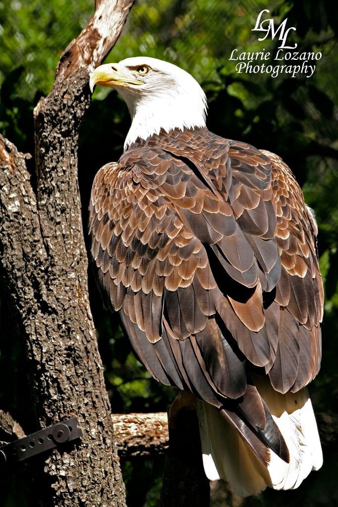 IMAGE: http://i155.photobucket.com/albums/s302/laurielozano/Birds/baldeagle.jpg
