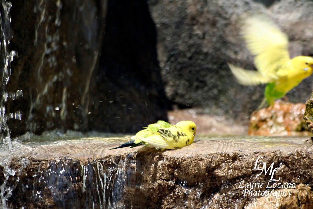 IMAGE: http://i155.photobucket.com/albums/s302/laurielozano/Birds/birdbath.jpg