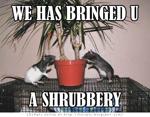 shrubbery.jpg